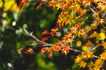 紅葉の紅葉