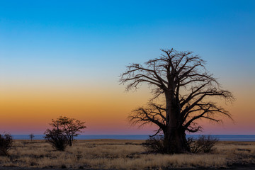 Fototapeta na wymiar Baobab tree on Kukonje Island in Sua Pan