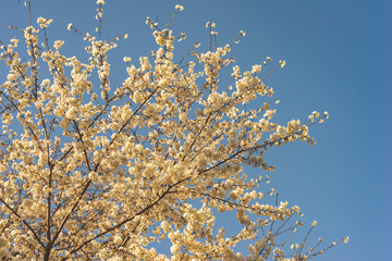 桜と青空