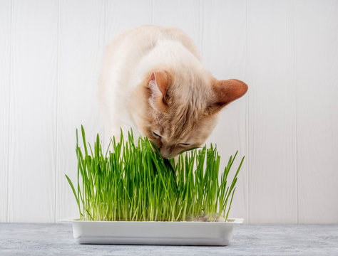 Close-up of a beautiful cat eating fresh green grass. Pet grass. Natural hairball treatment, green juicy grass for cats, sprouted oats useful for cats, Cat grass, Natural hairball treatment, white, re