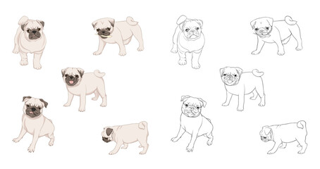 Set of pug dogs vector illustration. Colored and outline design. Vector illustration.. Isolated on white background.
