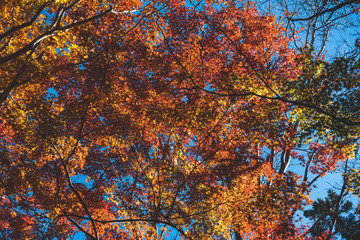 紅葉の紅葉