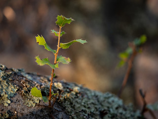New Sprout Oak TreeBranch Detail Shot
