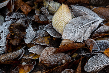 frozen autumn leaves on the ground