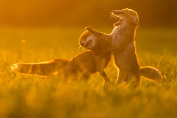 Cute Red fox in the natural environment, Vulpes vulpes, Europe