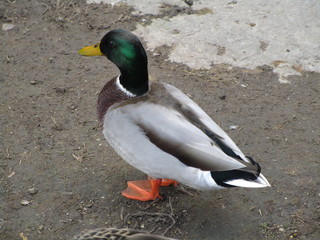 Mallard Duck