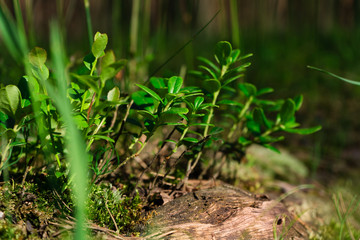 Plants Closeup