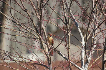 Cardinal 