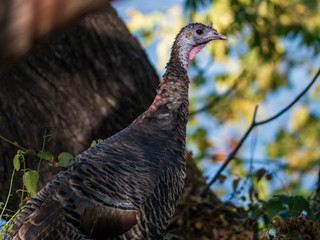 Wild Turkey (Meleagris gallopavo) In Oak woodland