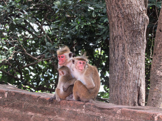Monkey at the entrance to the Sigiriya Lion rock fortress in Sigiriya, Sri Lanka. 
