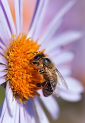 bee or honeybee sitting on flower, Apis Mellifera