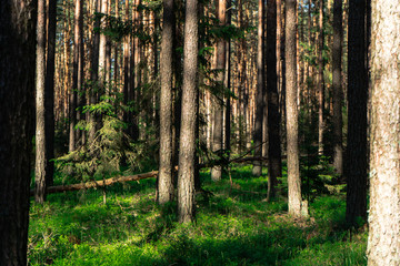 Forest