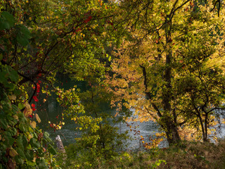 Riparian Oak Forest Autumn Fall Color American River Parkway.
