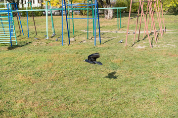 Crow sitting surrounded by pigeons