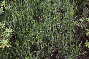 Obraz premium Tabaibilla