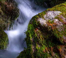 agua entre musgo 