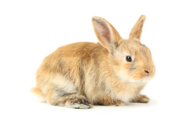 Bunny rabbit isolated on white background