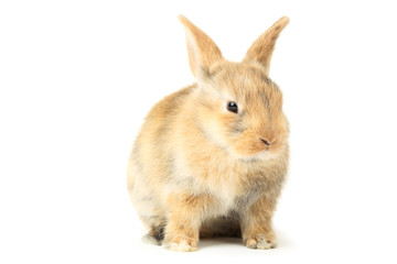 Bunny rabbit isolated on white background