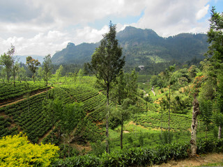 Fototapeta na wymiar Tea plantations and green nature in small village in the middle of mountains in Sri Lanka