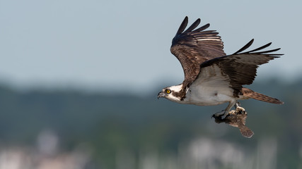 A closeup of an Osprey in flight with a fish in its talons.