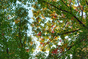 Fototapeta na wymiar Colorful Leaves