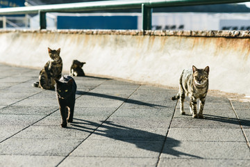 Stray, feral, homeless cats on street, solving problem