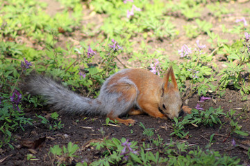 squirrel