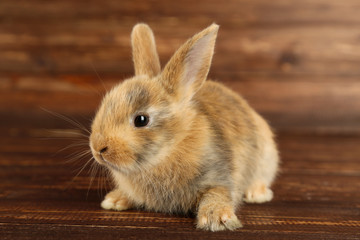Bunny rabbit on brown wooden table