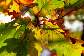 Colorful Leaves