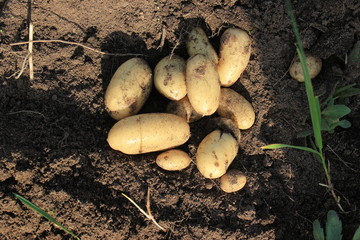 Potato. potato tuber.
