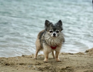 Chihuahua