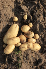 Potato. potato tuber.