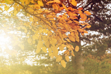 Autumn beech leaves with sunbeam