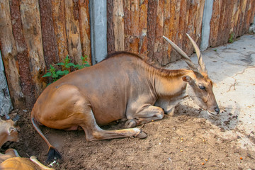 Wild antelope in zoo