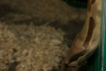 Snake crawling from top to bottom