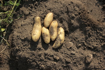 Potato. potato tuber.