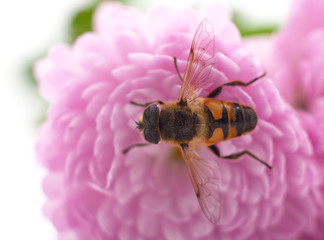 One little bee on the chrysanthemum.