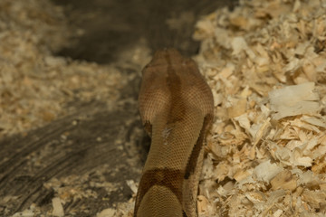 Snake crawling from top to bottom