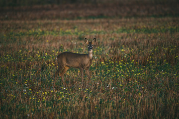 Front view of roe deer, capreolus capreolus, buck standing on blossoming rapeseed field in summer with yellow flowers.