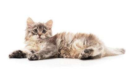 Little gray kitten .