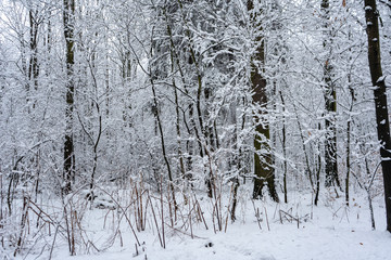 Fototapeta premium Snowy Tree