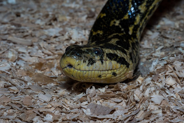 Yellow-black snake creeping on the ground