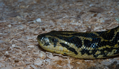 Yellow-black snake creeping on the ground