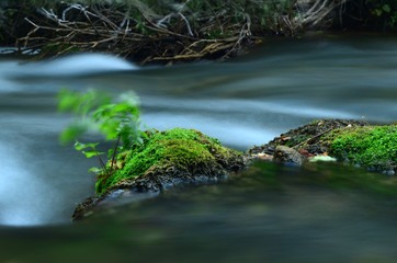 Water flow of the Canyon. Forest and mountain landscapes