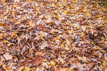 Background-Fallen Leaves of Maple Tree