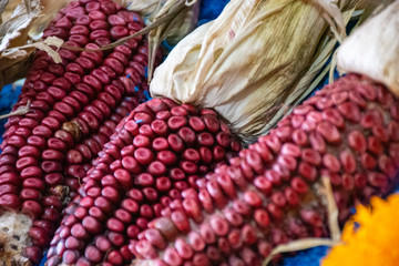 Mazorca de maíz rojo y blanco, base de la alimentación en México