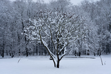 Snowy Tree