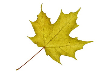 Yellow Maple Leaf