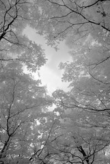 Trees in Infrared