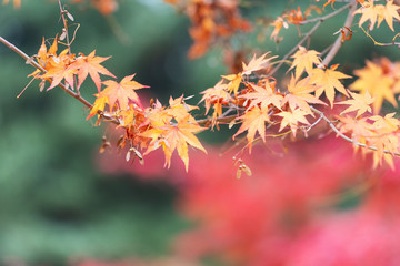 Selective focus of maple leaves in autumn season.